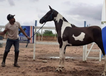 Adestrador morre após cair de cavalo em Miguel Calmon