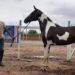 Adestrador morre após cair de cavalo em Miguel Calmon