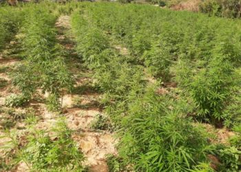 Plantação com 250 mil pés de maconha é encontrado em Curaçá pela polícia no norte da Bahia