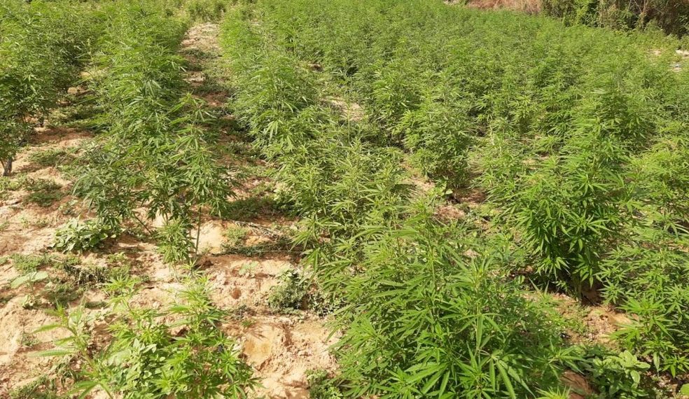 Plantação com 250 mil pés de maconha é encontrado em Curaçá pela polícia no norte da Bahia