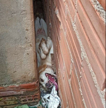 RO – Cadela fica ‘entalada’ entre paredes ao tentar se esconder do barulho de fogos no Ano Novo