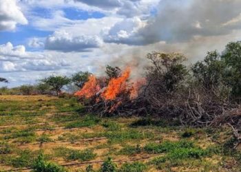 Trinta mil pés de maconha são erradicados em Campo Formoso