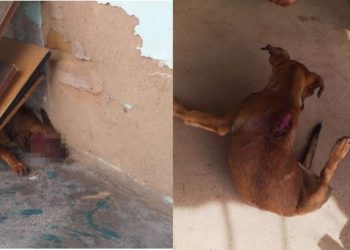 Homem é conduzido à Delegacia de Valente acusado de ferir cachorro a golpes de facão