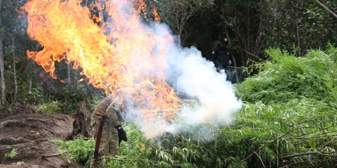 Polícia erradica cerca de um milhão de pés de maconha em janeiro