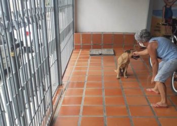 Coité – PM resgata cão após sofrer maus tratos. Animal foi atingido por tiros na zona rural