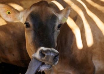 Brasil tem quase 30 fábricas de vacina para gado e só 2 para humanos