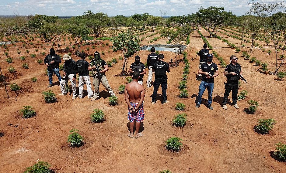 Plantação de maconha avaliada em R$ 32 milhões é destruída na Bahia
