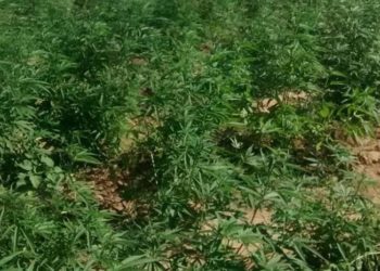 45ª CIPM erradica segunda plantação de maconha em seis dias