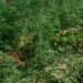 45ª CIPM erradica segunda plantação de maconha em seis dias