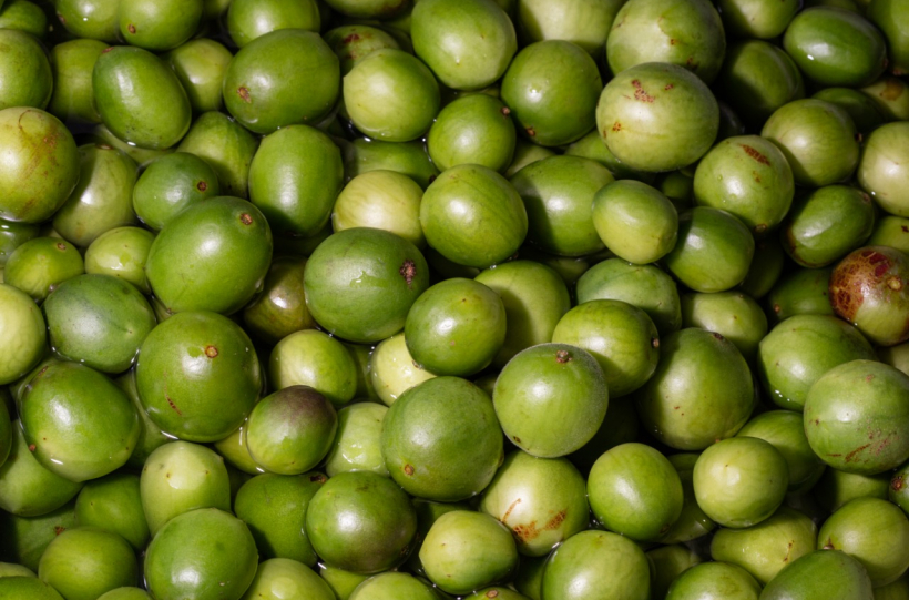 Encontro debate valorização do umbu no Piemonte Norte do Itapicuru