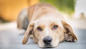 Homens são presos na BA suspeitos de esquartejar cachorro e comer a carne do animal