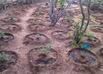 PM erradica terceira plantação de maconha no Norte da Bahia