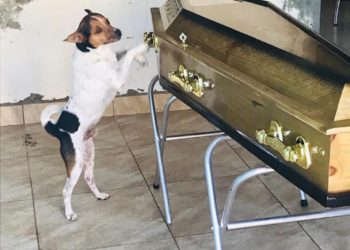 Cachorro chora e acompanha velório da tutora ao lado do caixão em Camaçari. ‘Ela o tinha como um filho’