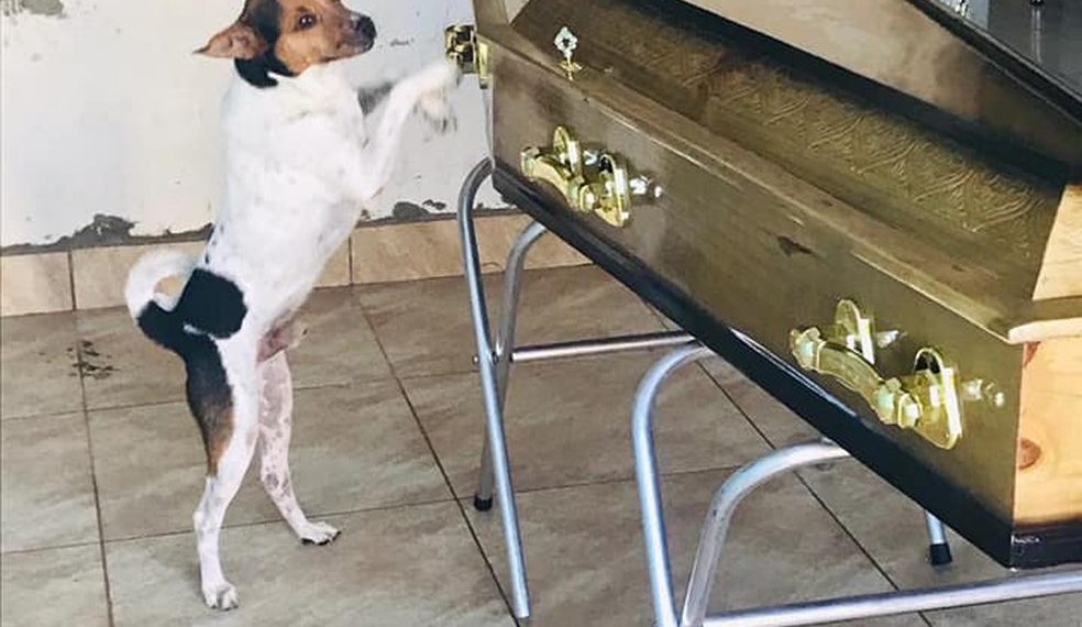 Cachorro chora e acompanha velório da tutora ao lado do caixão em Camaçari. ‘Ela o tinha como um filho’