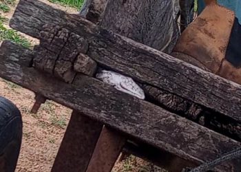 Espécie rara de rã é encontrada na zona rural de Valente