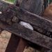 Espécie rara de rã é encontrada na zona rural de Valente