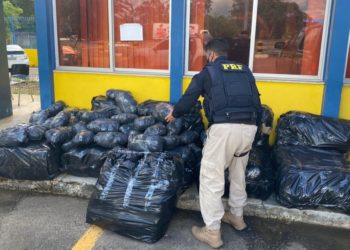 Mais de 260 kg de maconha são encontrados em caminhonete após motorista quebrar cancela de pedágio durante fuga