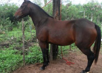 Jovem é preso pela PM acusado de furtar égua mestiça da raça quarto de milha