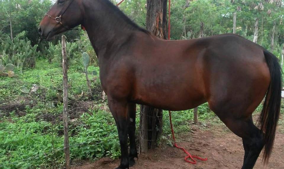 Jovem é preso pela PM acusado de furtar égua mestiça da raça quarto de milha