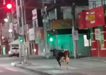 Boi solitário é flagrado em trânsito de Coité. Animal se manteve em sua ‘mão’