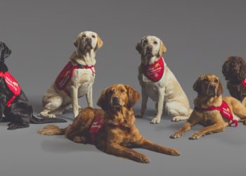 ‘Cães-detetives’ identificam casos de Covid pelo cheiro com mais de 90% de precisão