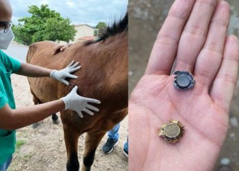 Prefeitura de Serrinha resgata dois cavalos alvejados a tiros