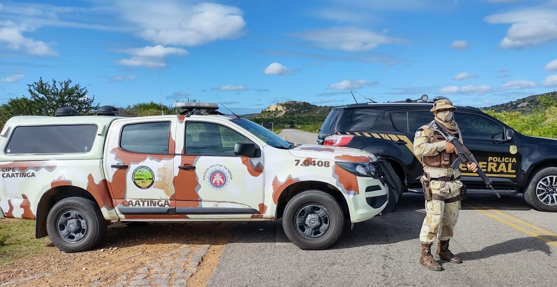 78 mil pés de maconha são incinerados no Norte da Bahia
