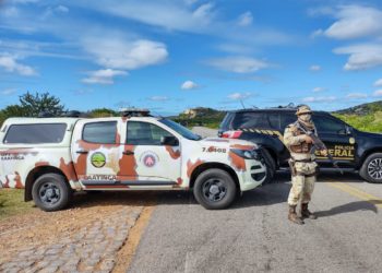 78 mil pés de maconha são incinerados no Norte da Bahia