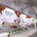 Butantan paralisa produção de vacinas por falta de insumos