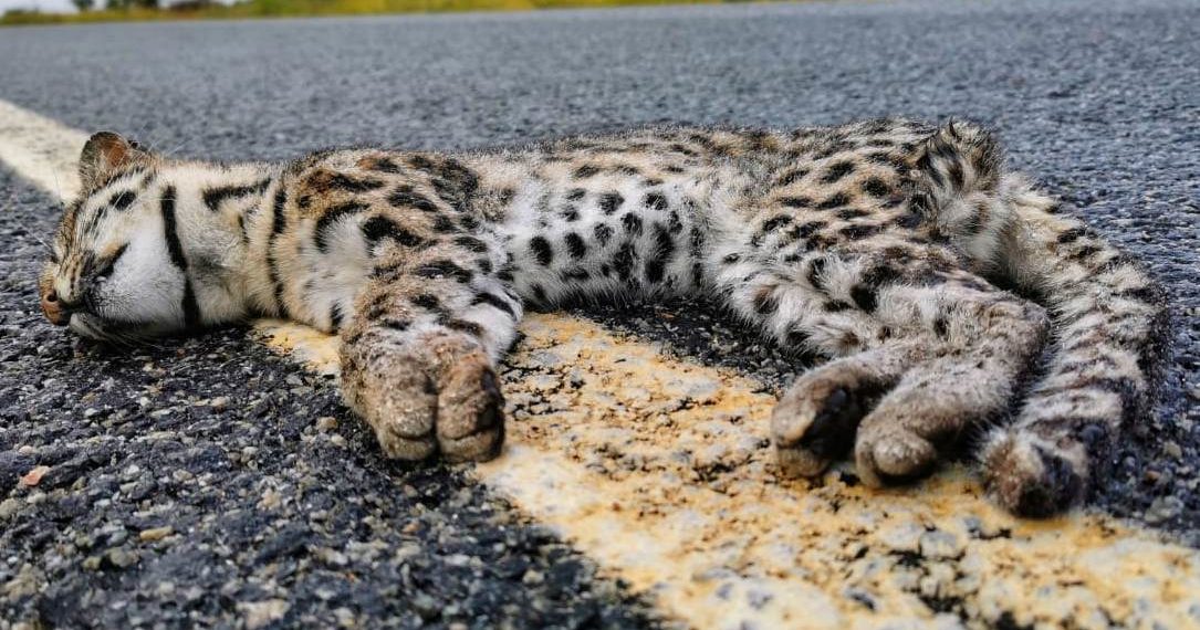 Dois gatos de espécie ameaçada de extinção são encontrados mortos às margens da BA 120