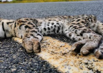 Dois gatos de espécie ameaçada de extinção são encontrados mortos às margens da BA 120