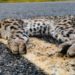 Dois gatos de espécie ameaçada de extinção são encontrados mortos às margens da BA 120