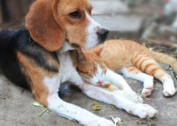 Reunião define realização do 1º Encontro de Protetores de Animais da Região Sisaleira