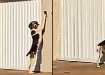 MT – Cachorro é filmado tocando campainha para entrar em casa