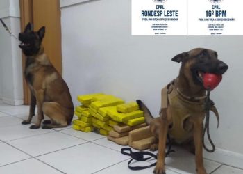 Cães policiais localizam 42 tabletes de maconha.Um dos responsáveis morreu em confronto em Capim Grosso