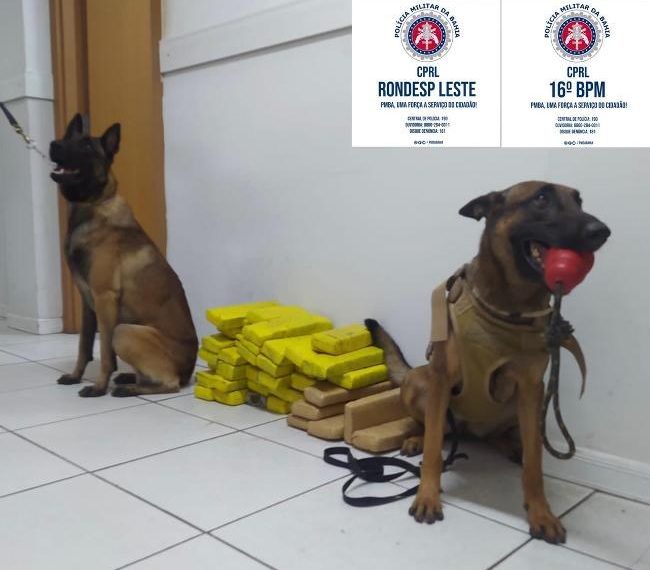 Cães policiais localizam 42 tabletes de maconha.Um dos responsáveis morreu em confronto em Capim Grosso