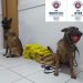 Cães policiais localizam 42 tabletes de maconha.Um dos responsáveis morreu em confronto em Capim Grosso