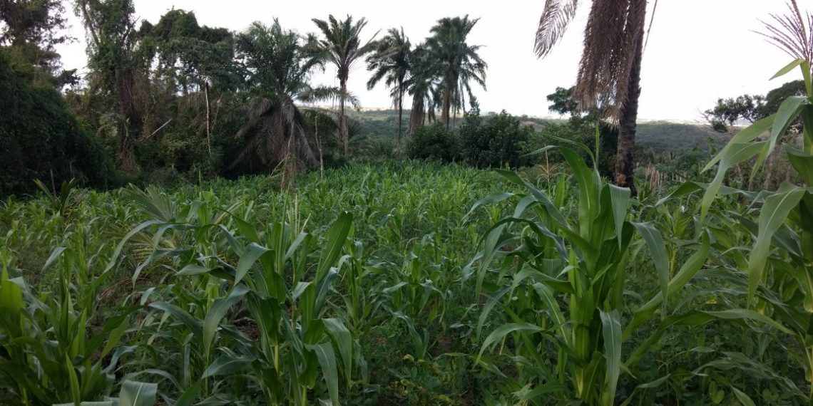 Agricultores familiares já podem aderir ao Garantia-Safra 2021/2022