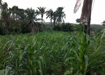 Agricultores familiares já podem aderir ao Garantia-Safra 2021/2022