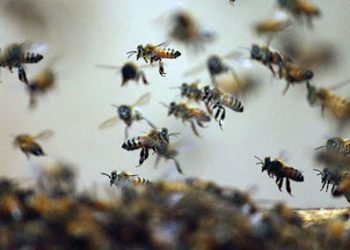 Idoso morre após ser atacado por abelhas na zona rural de Retirolândia