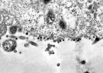 África do Sul detecta nova variante do coronavírus e estuda mutações