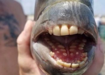Peixe com ‘dentes humanos’ é capturado em pescaria nos EUA
