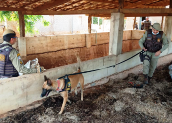 PM desmonta bunkers com oito toneladas de maconha
