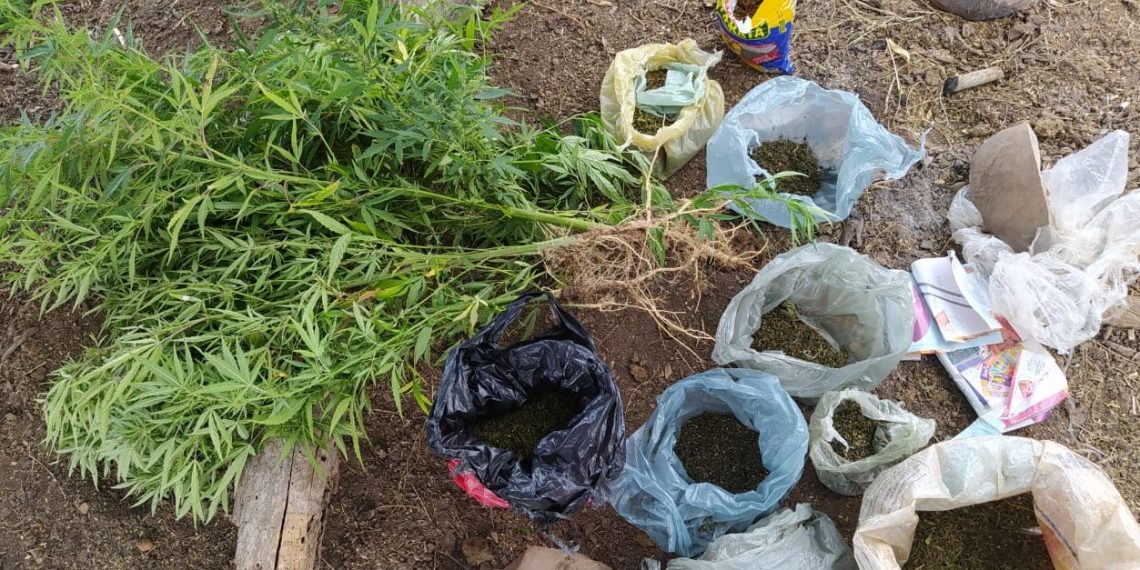 Idoso é preso em plantação com mil pés de maconha