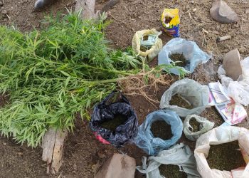 Idoso é preso em plantação com mil pés de maconha