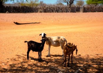Juazeiro – Agricultores pede apoio ao deputado Alex da Piatã para que água do projeto Salitre chegue as suas comunidades