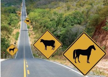 PM apresenta projeto para evitar acidentes com animais