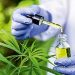 Canabidiol será testado no Brasil contra ‘covid longa’