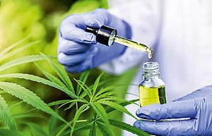 Canabidiol será testado no Brasil contra ‘covid longa’