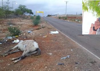 Jovem faz ‘prancha’ em motocicleta e morre em colisão com animal na BR 235